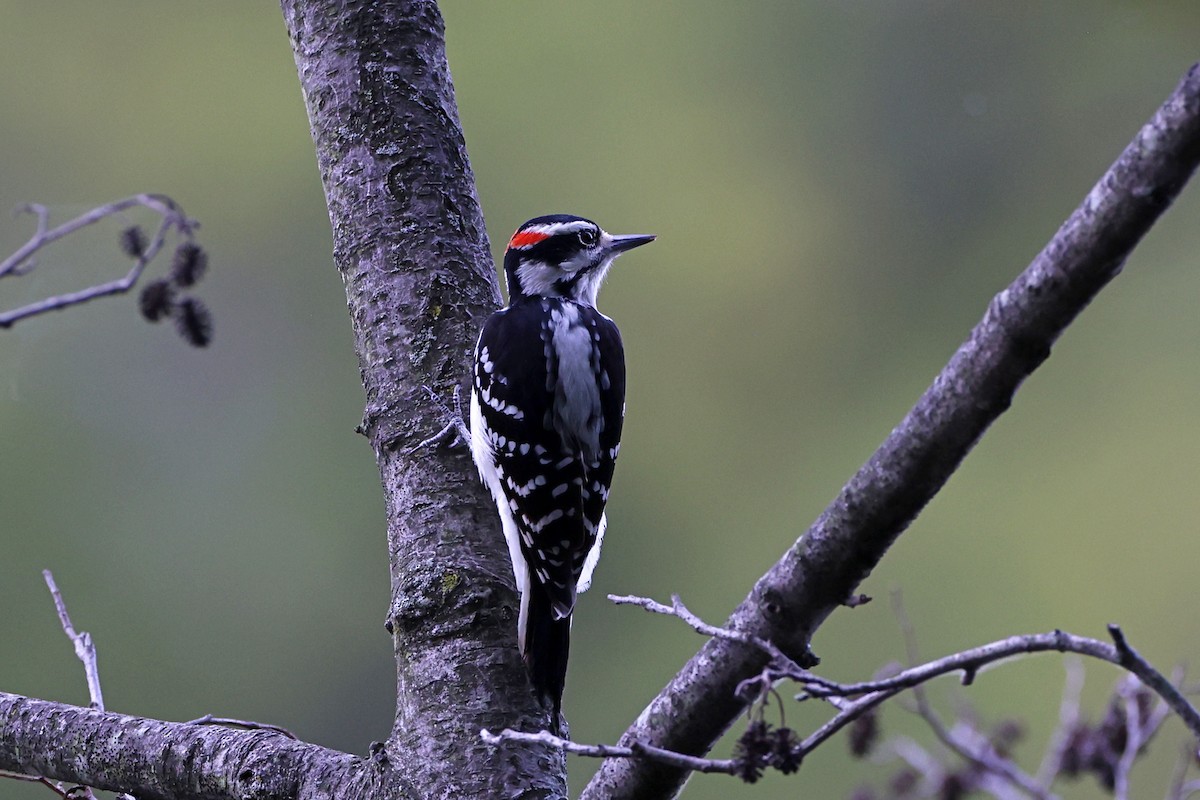 Hairy Woodpecker - ML642616826