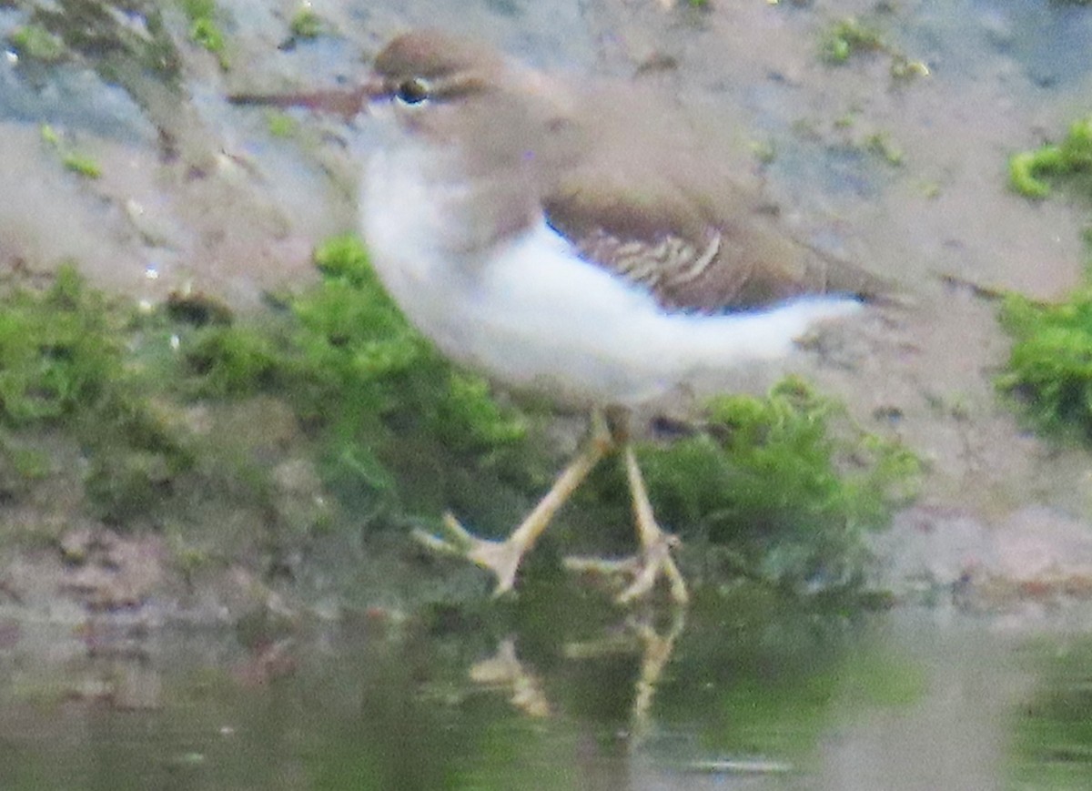 Spotted Sandpiper - ML642616827