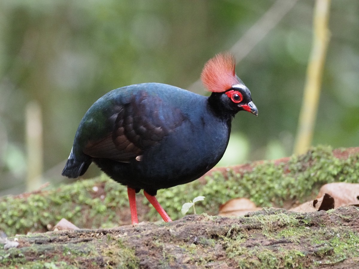 Crested Partridge - ML642616829