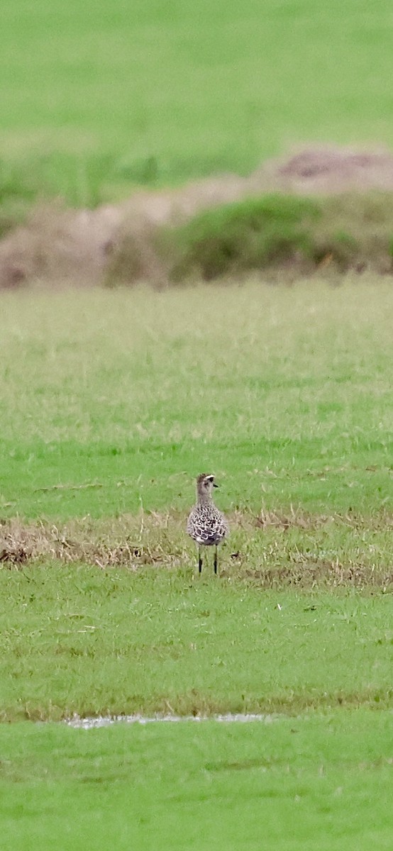 American Golden-Plover - ML642616832