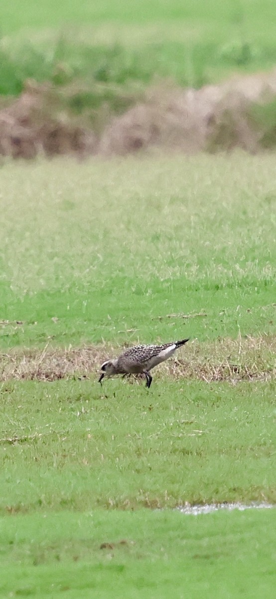 American Golden-Plover - ML642616833