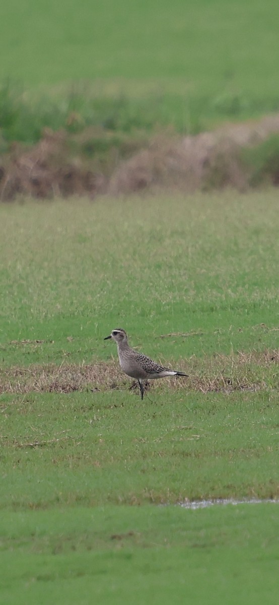 American Golden-Plover - ML642616834