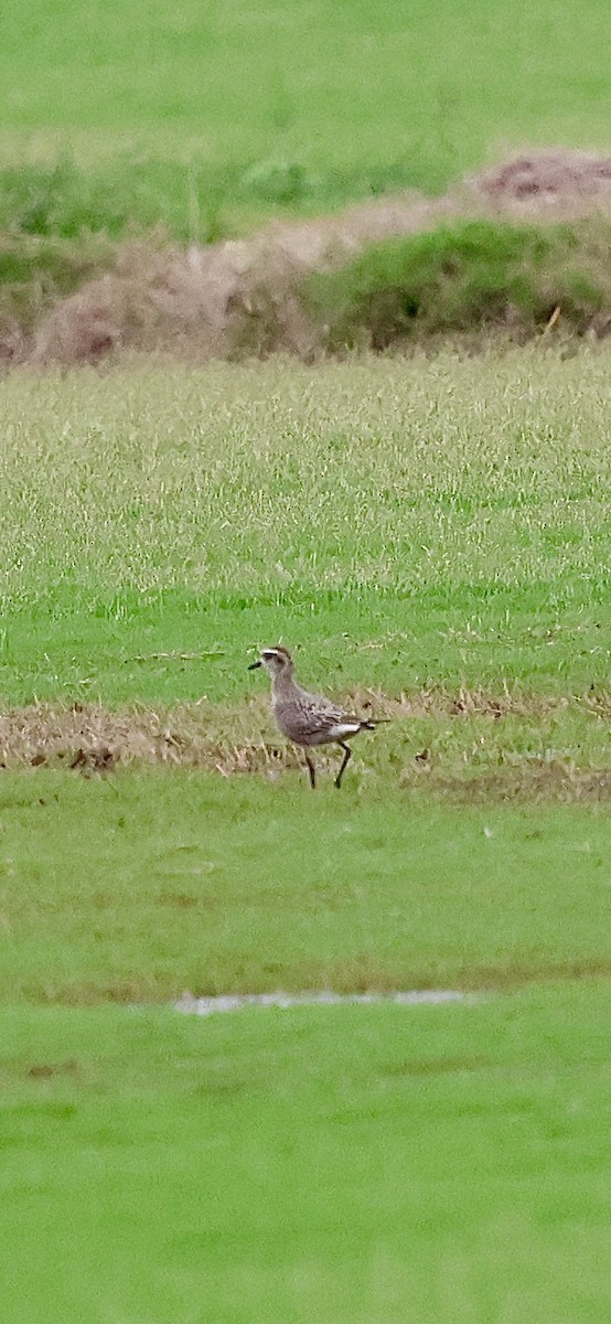 American Golden-Plover - ML642616835