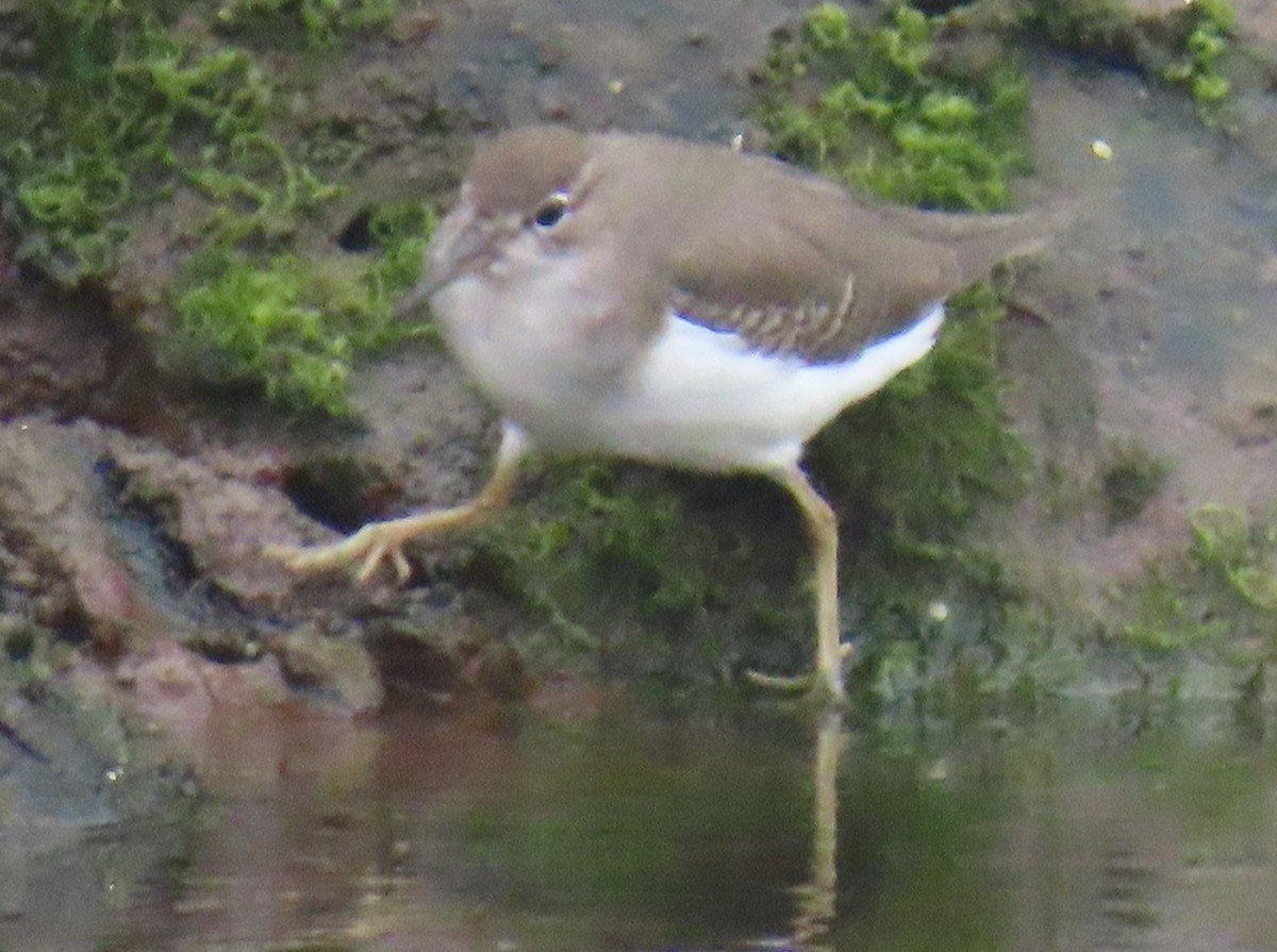 Spotted Sandpiper - ML642616842