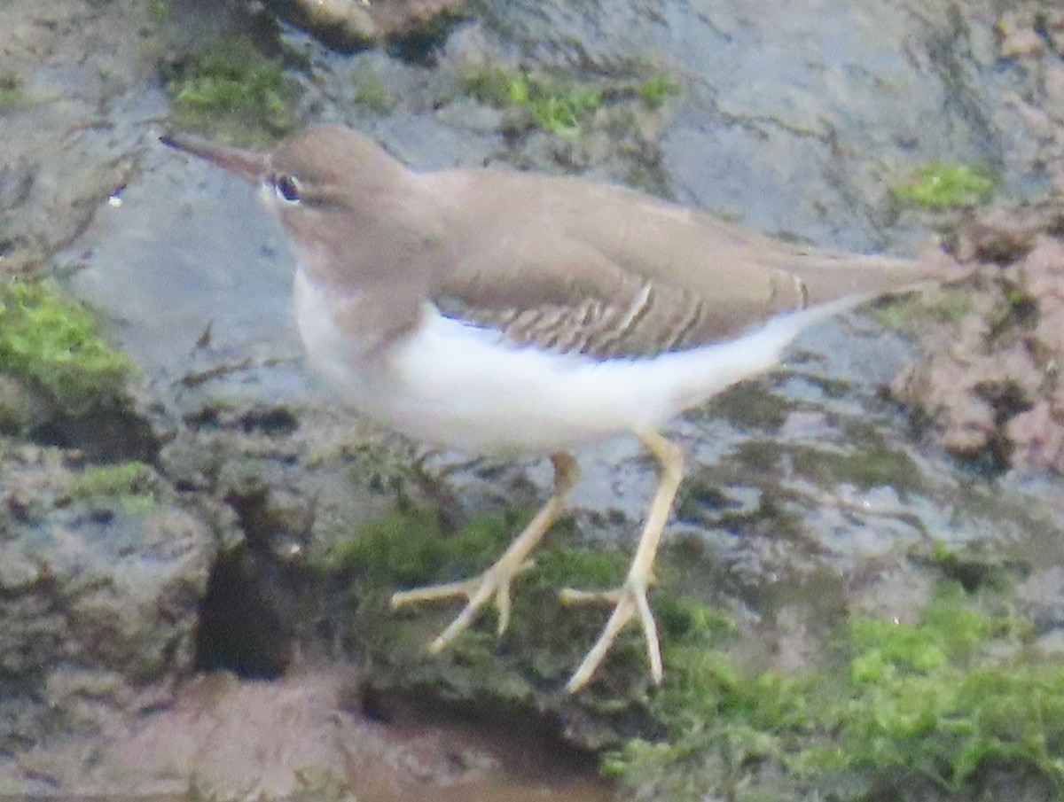 Spotted Sandpiper - ML642616845