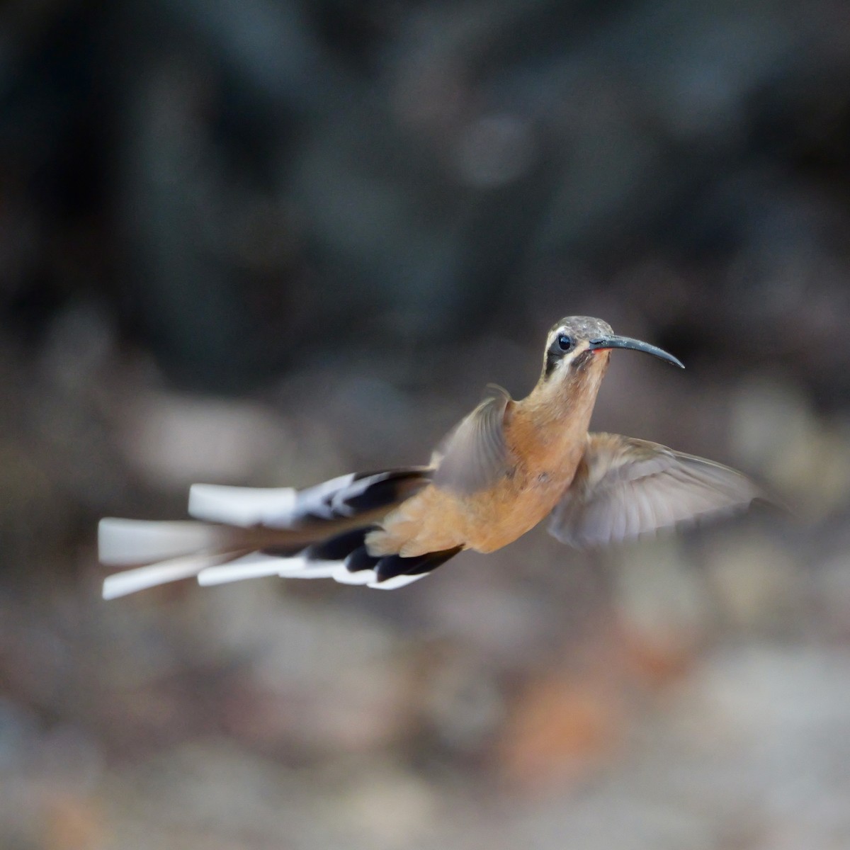 Planalto Hermit - ML642616850