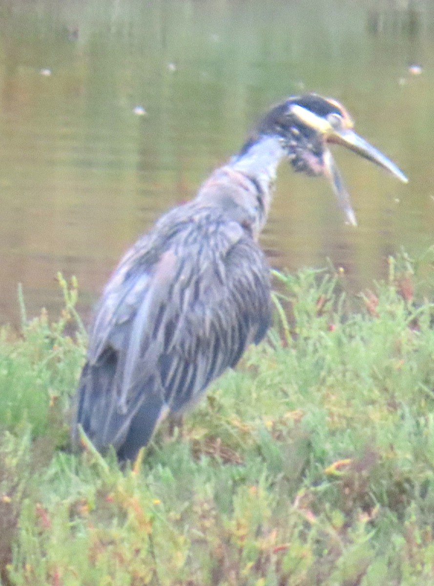 Yellow-crowned Night Heron - ML642616857