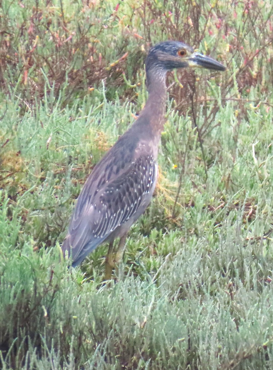 Yellow-crowned Night Heron - ML642616865