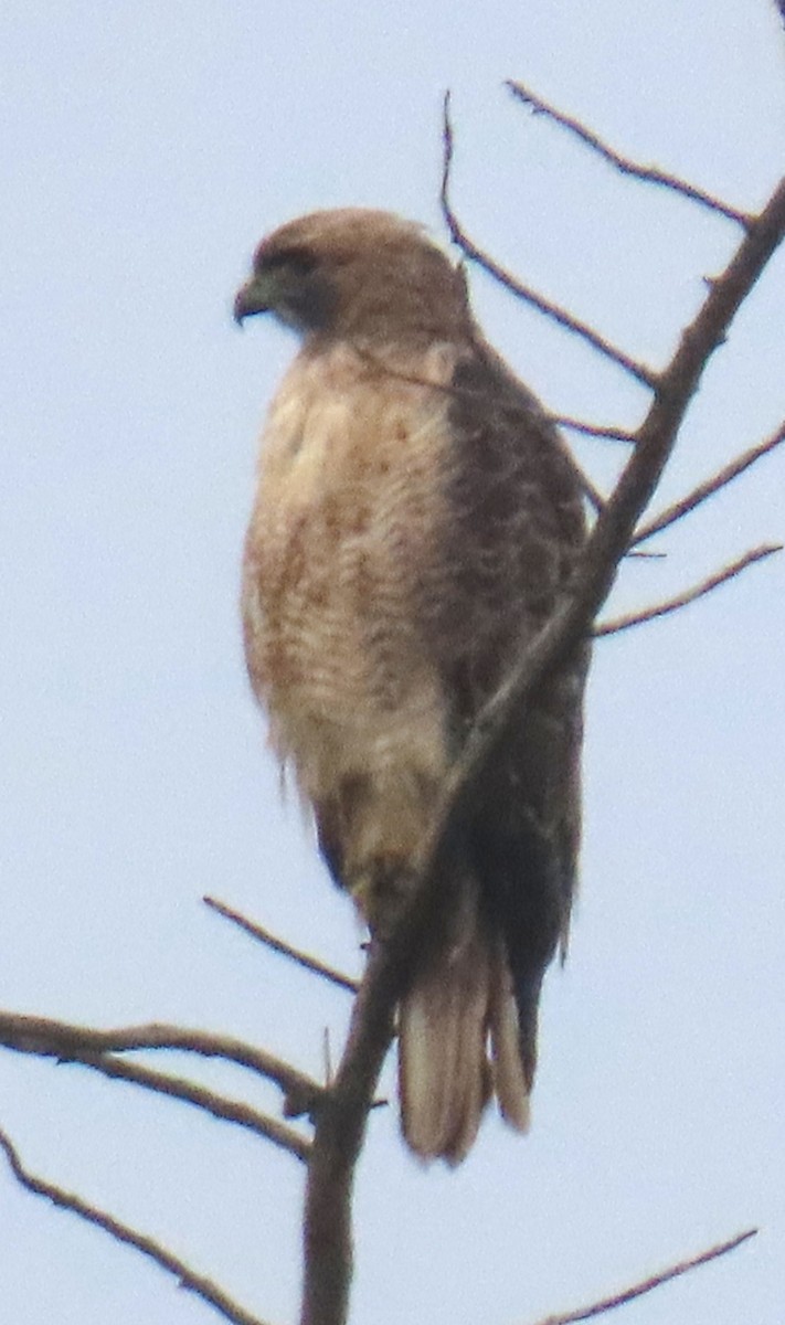 Red-tailed Hawk - ML642616884