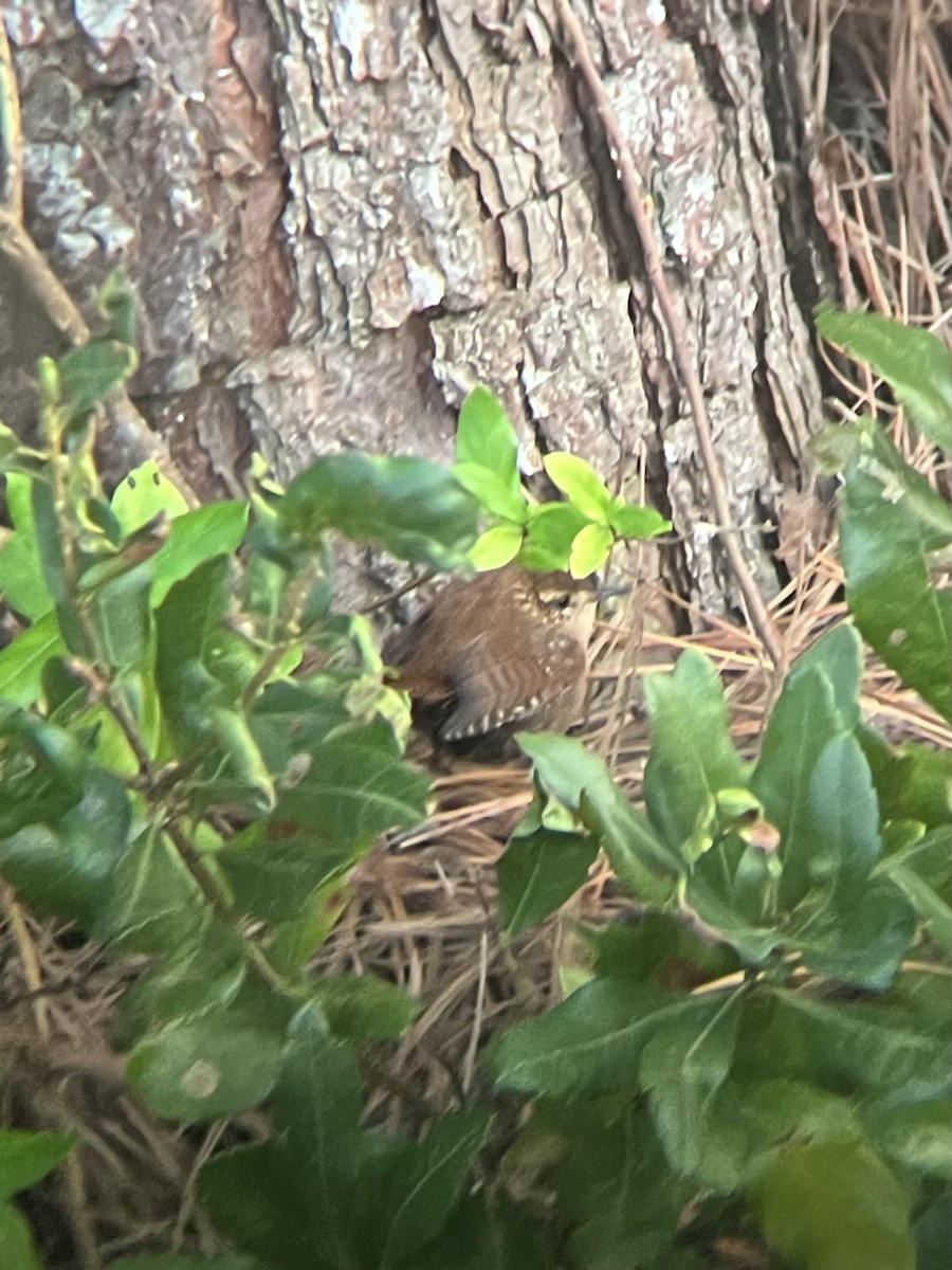 Winter Wren - ML642616887