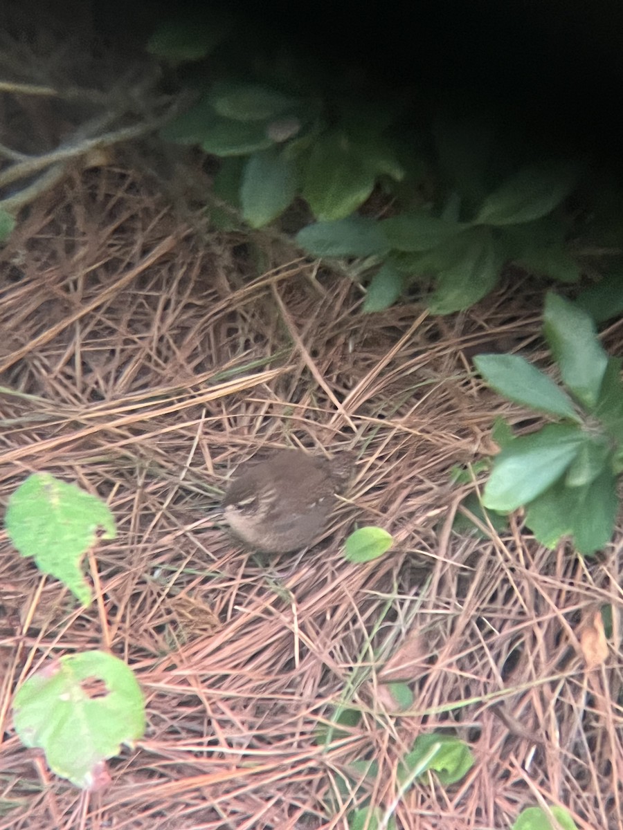 Winter Wren - ML642616888