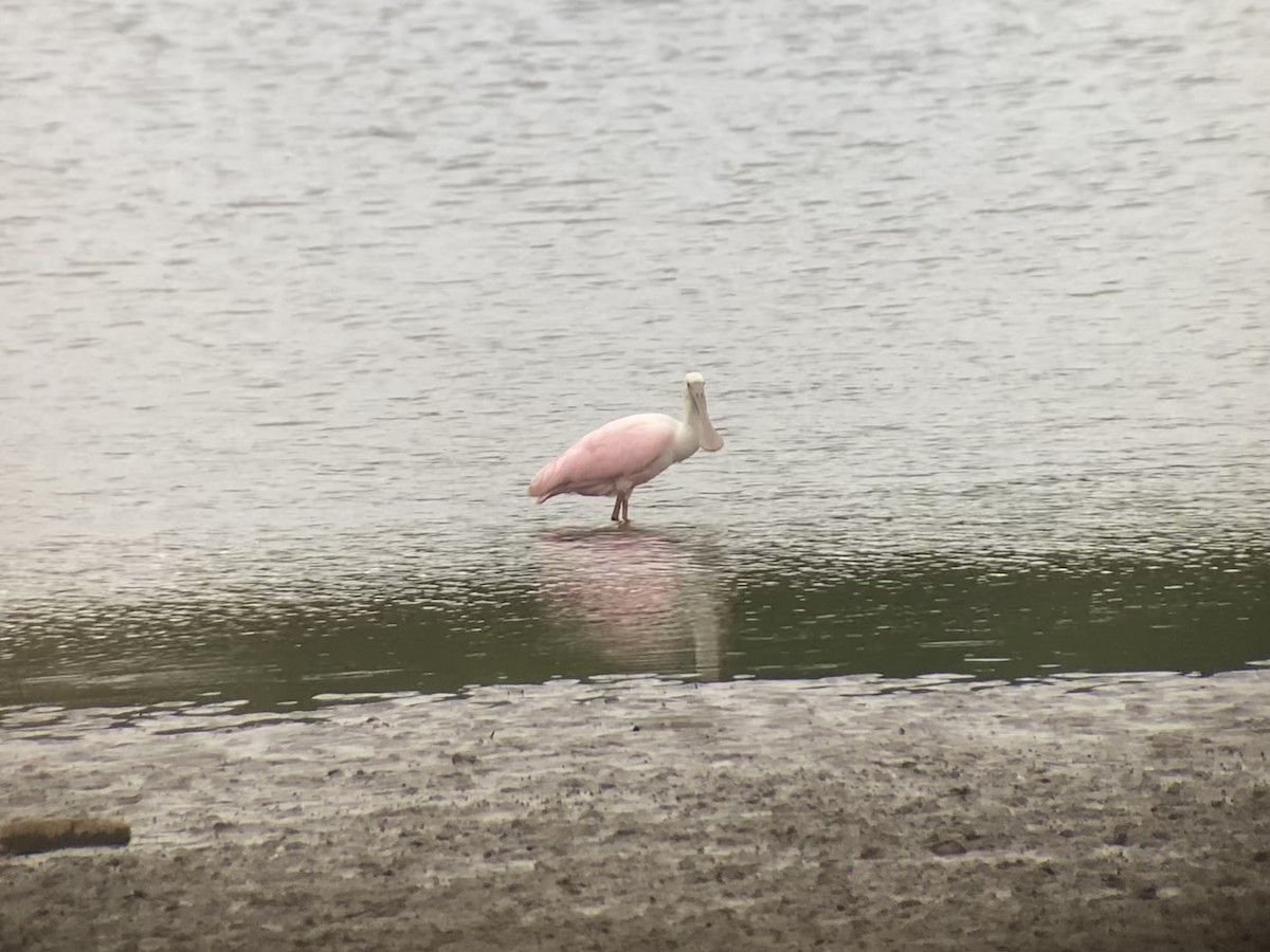 Roseate Spoonbill - ML642616890