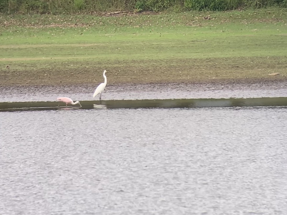 Roseate Spoonbill - ML642616891