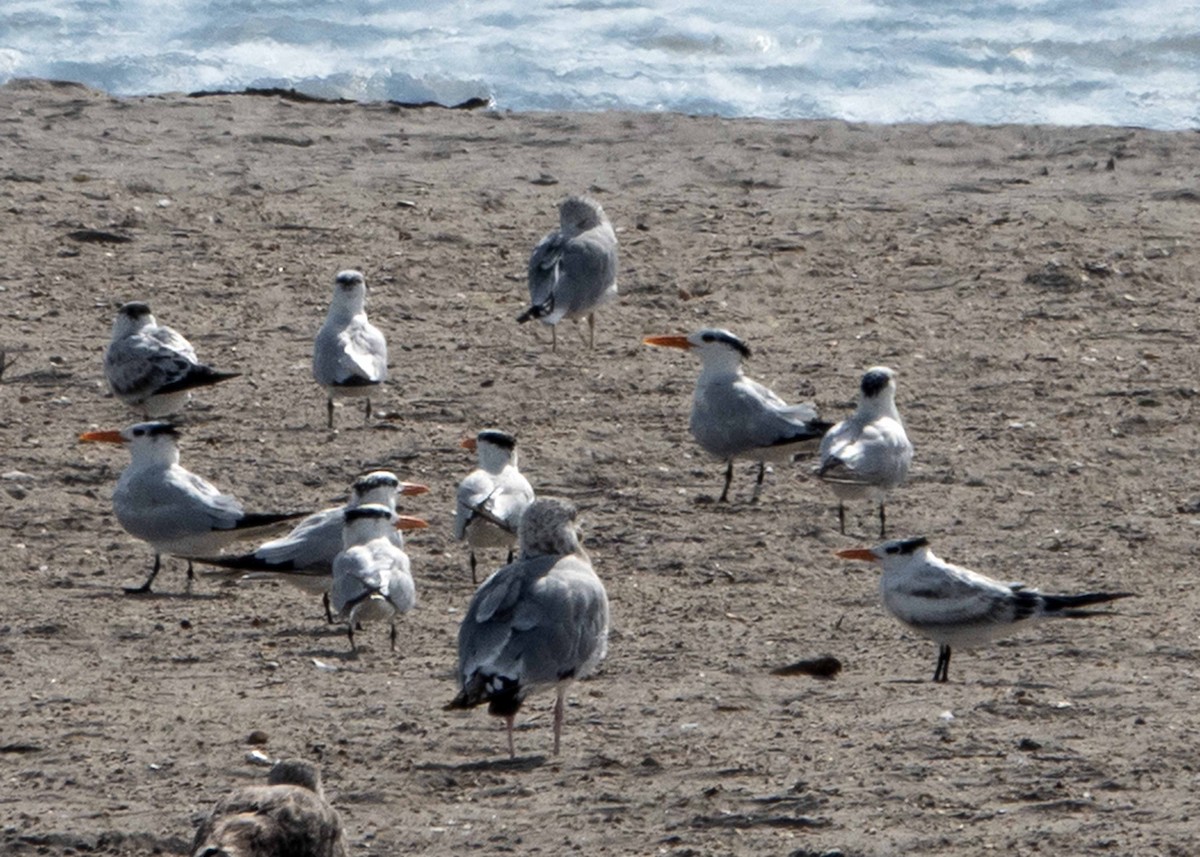 Royal Tern - ML642616895