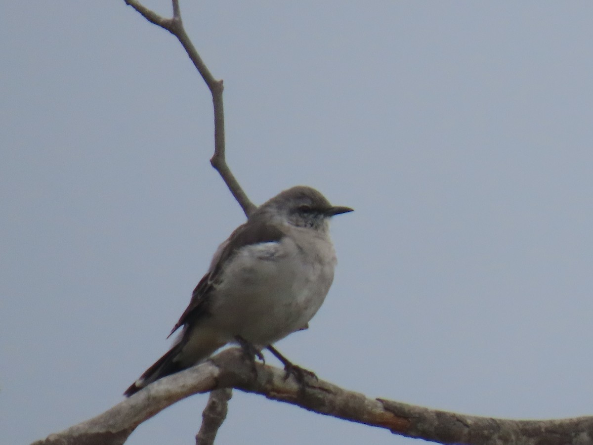 Northern Mockingbird - ML642616897