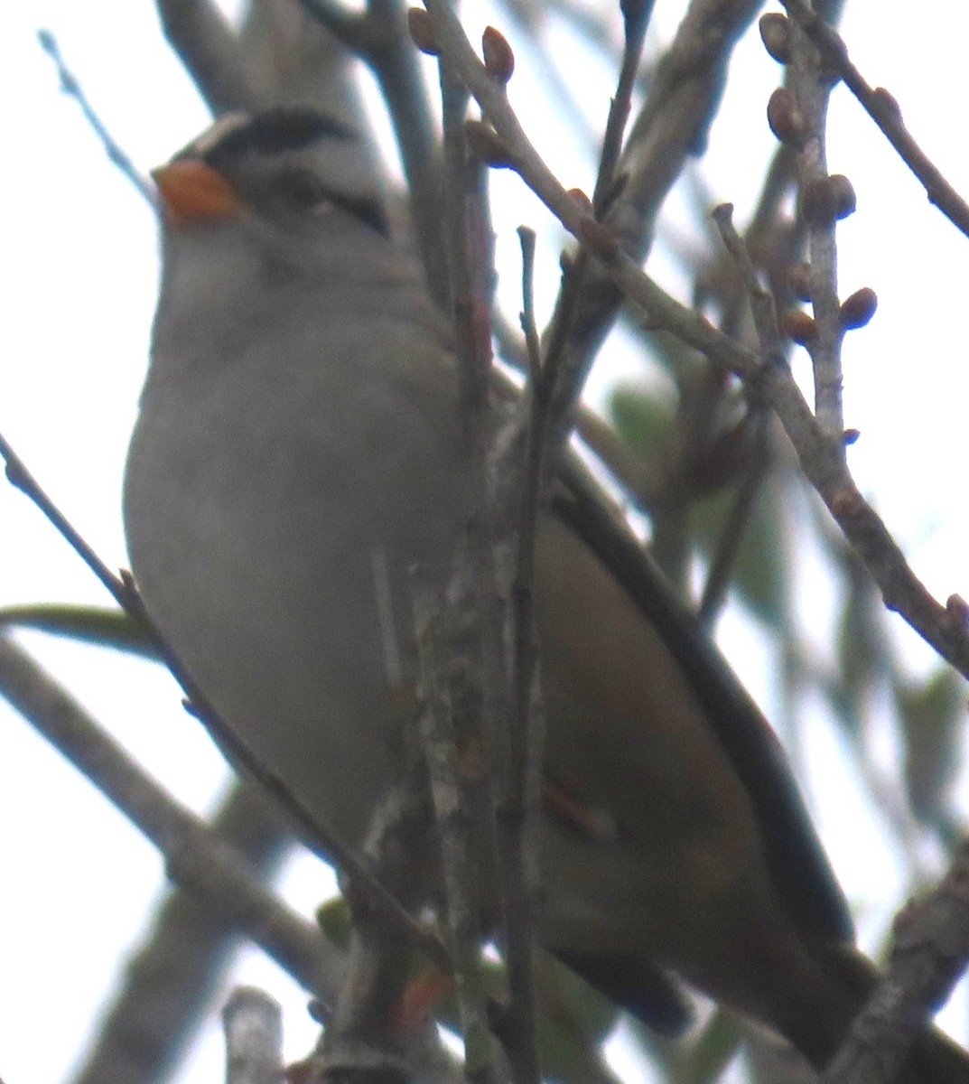 White-crowned Sparrow - ML642616902