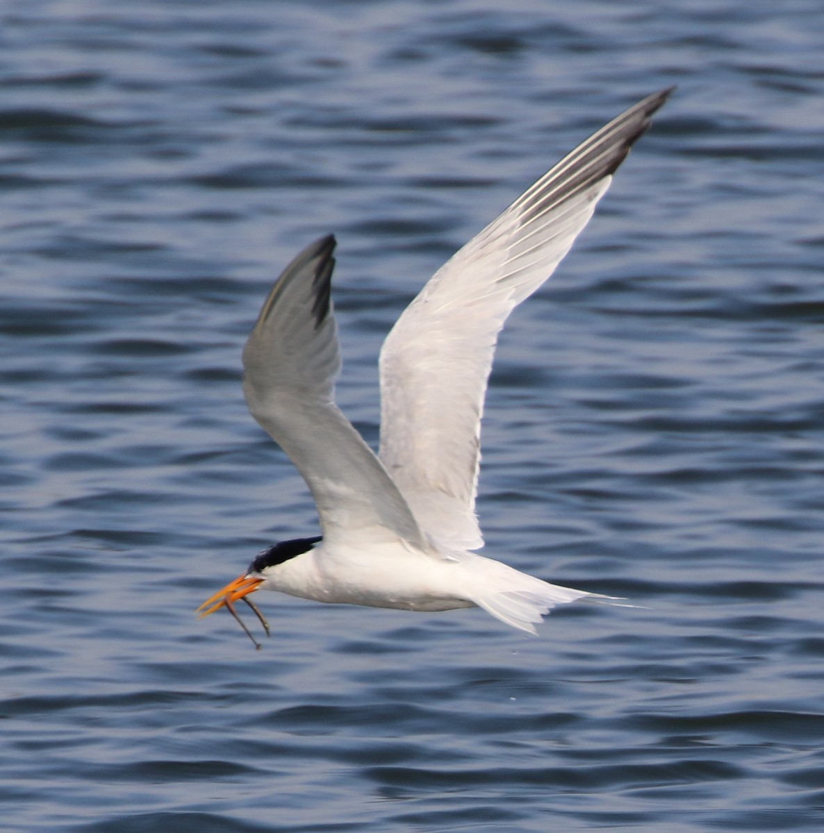 Elegant Tern - ML64261691