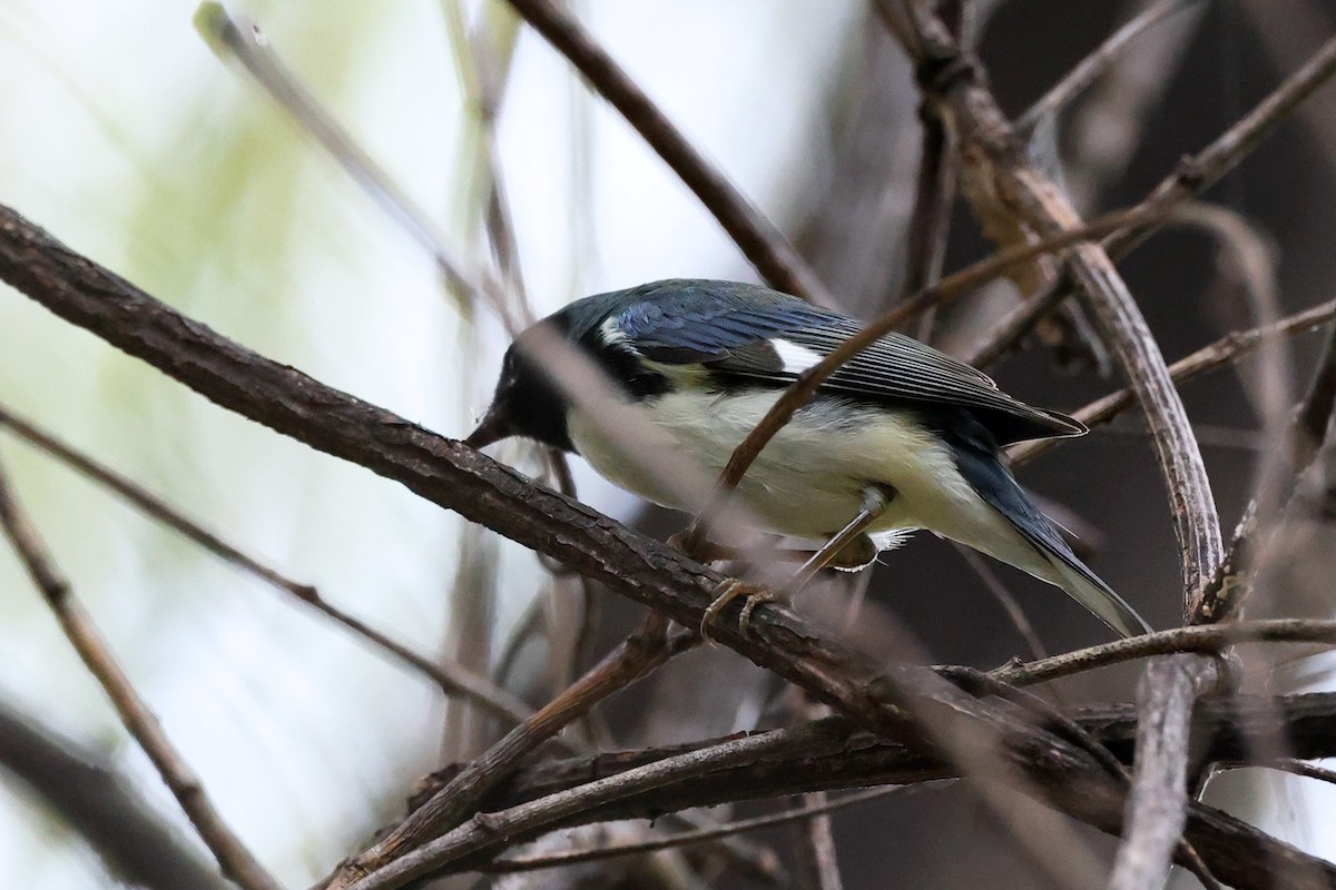 Black-throated Blue Warbler - ML642616910