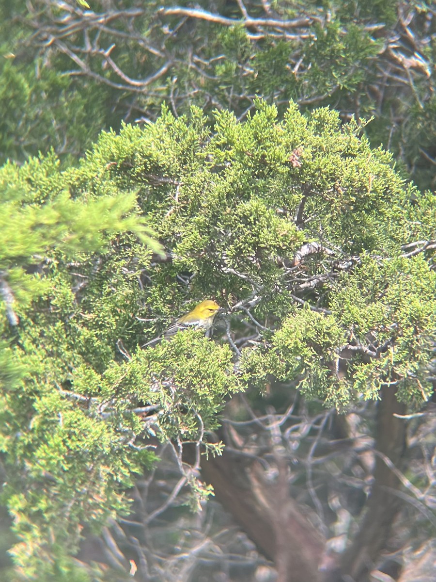 Black-throated Green Warbler - ML642616929