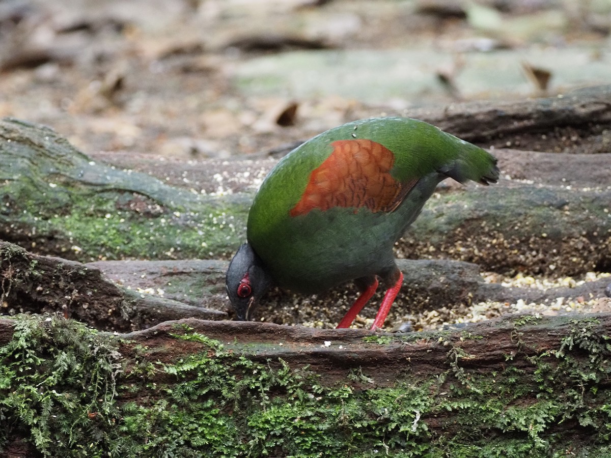 Crested Partridge - ML642616934