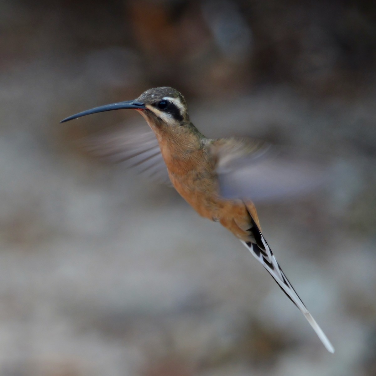 Planalto Hermit - ML642616941