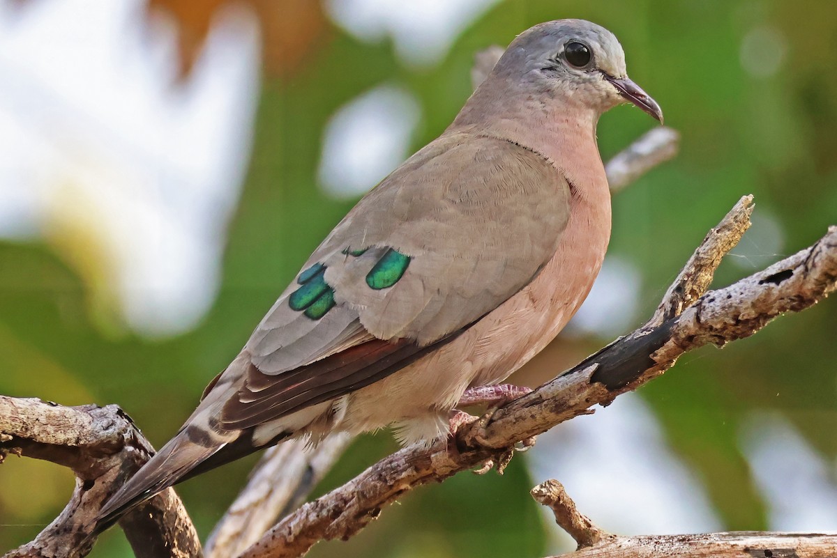 Emerald-spotted Wood-Dove - ML642616946