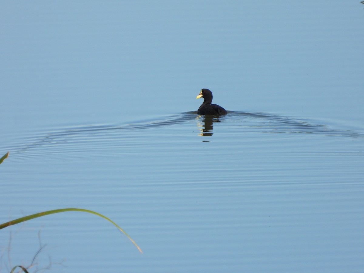 Red-gartered Coot - ML642616947