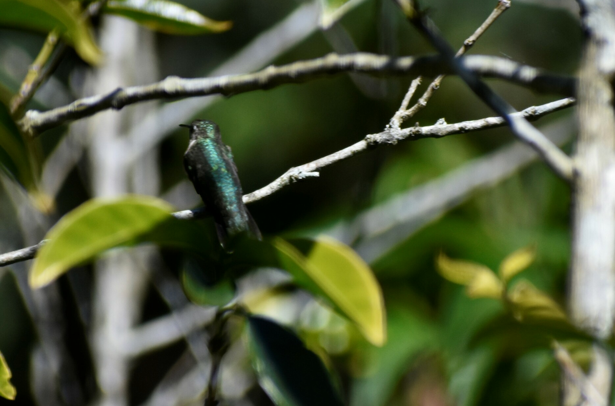 Canivet's Emerald - ML642616958