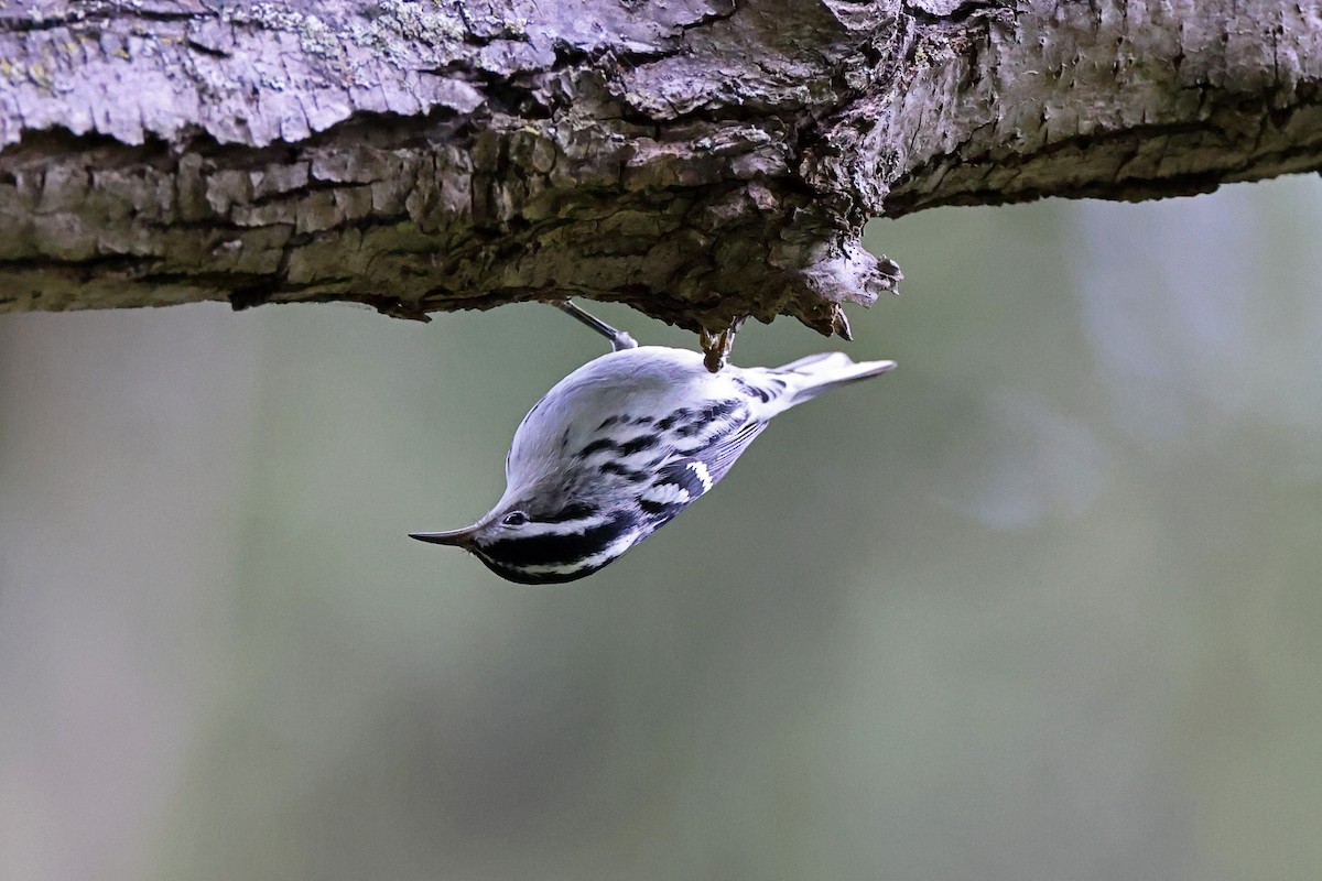 Black-and-white Warbler - ML642616972