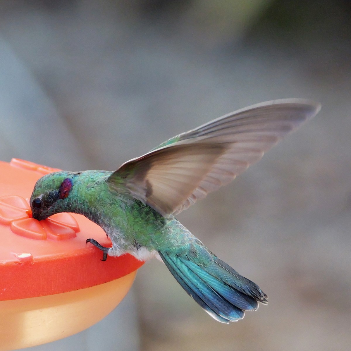 White-vented Violetear - ML642616977