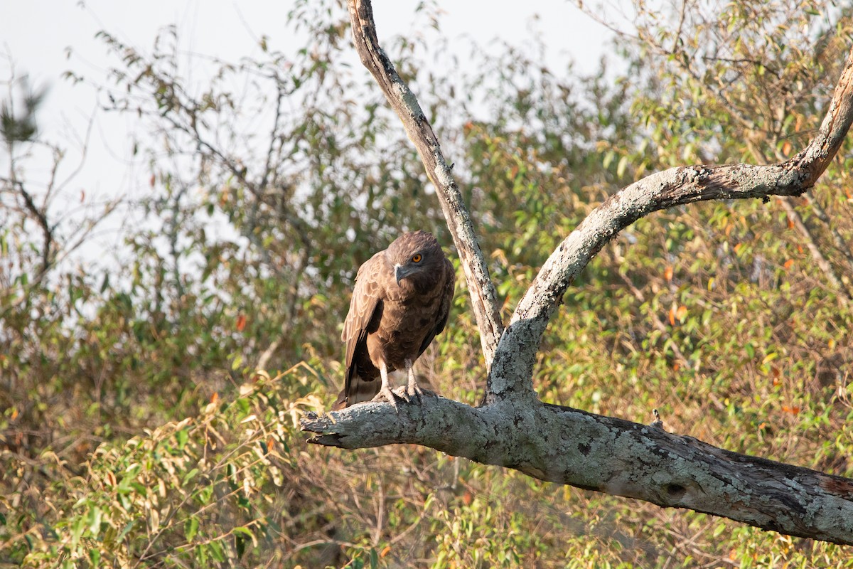 Brown Snake-Eagle - ML642616986