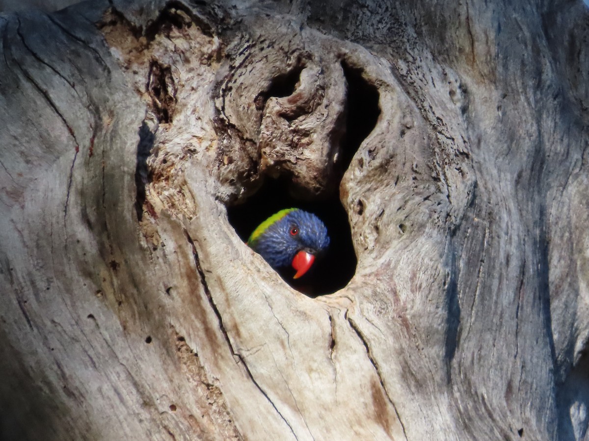 Rainbow Lorikeet - ML642616991
