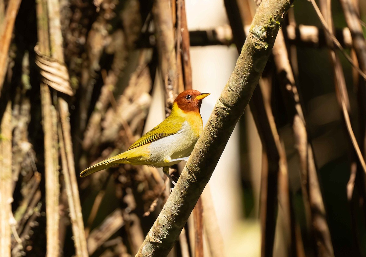 Rufous-headed Tanager - ML642616992