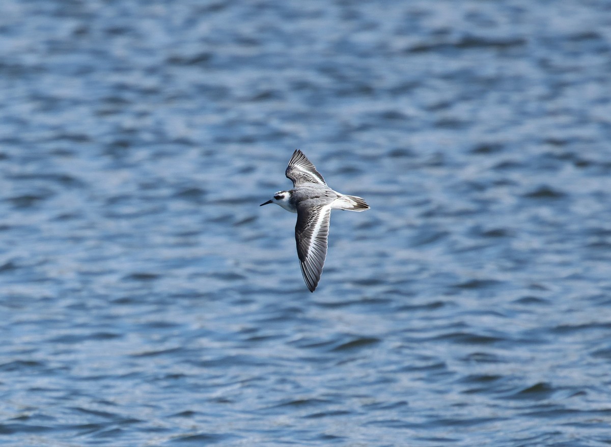 Red Phalarope - ML642616997