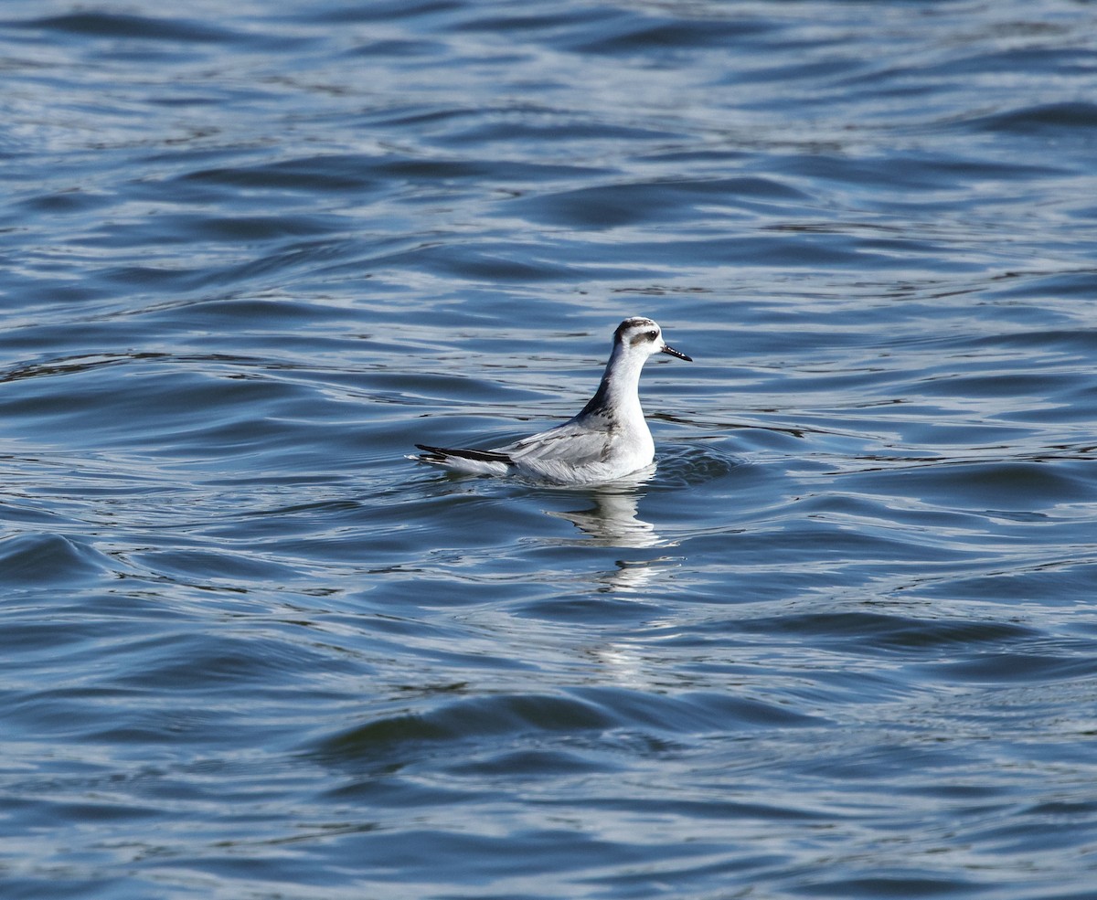 Red Phalarope - ML642616999