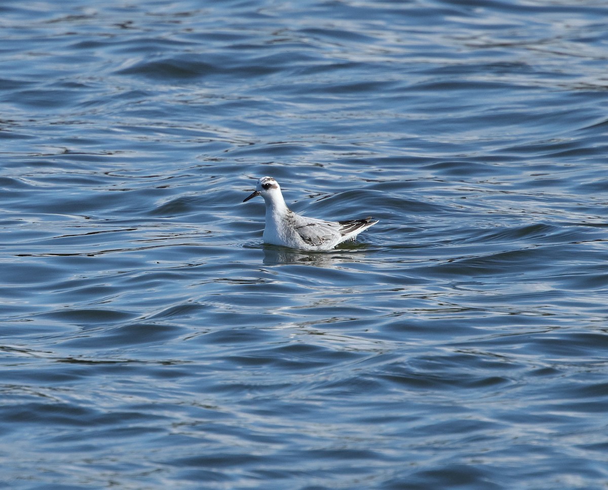 Red Phalarope - ML642617001