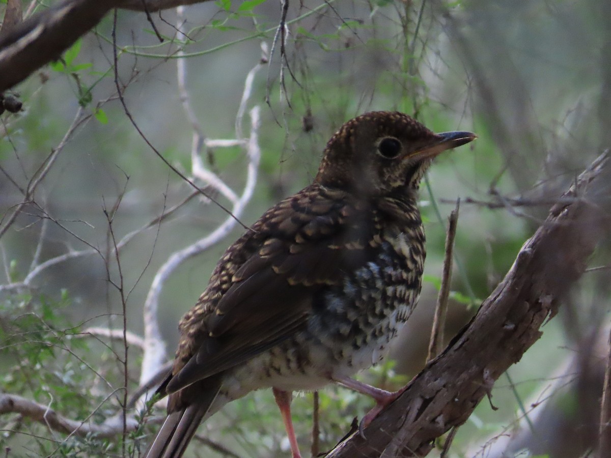 Bassian Thrush - ML642617017