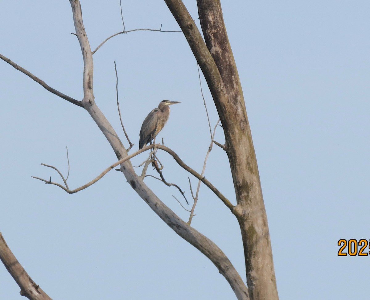 Great Blue Heron - ML642617064