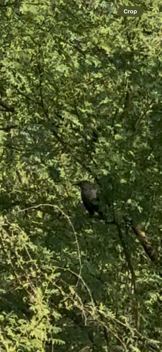 Пересмішник сірий - ML642617072