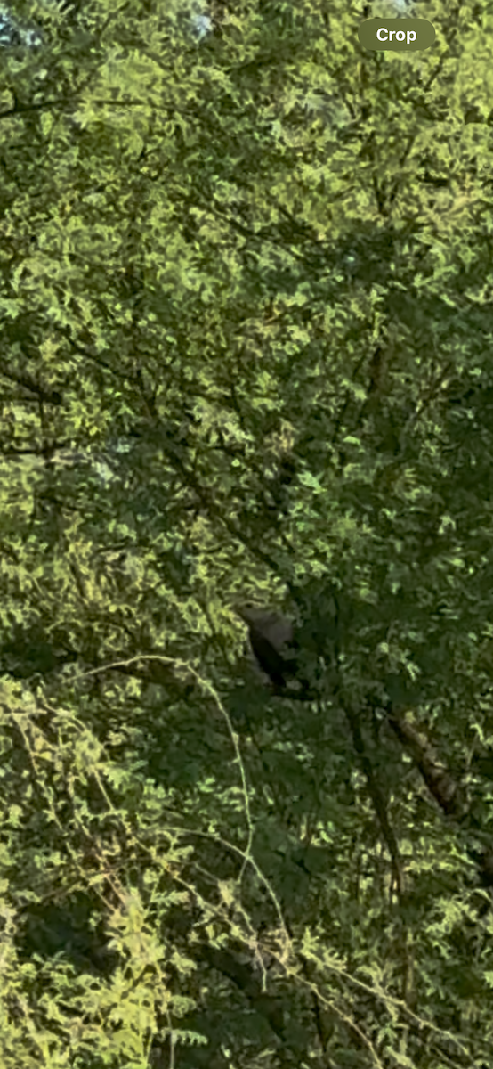 Пересмішник сірий - ML642617073