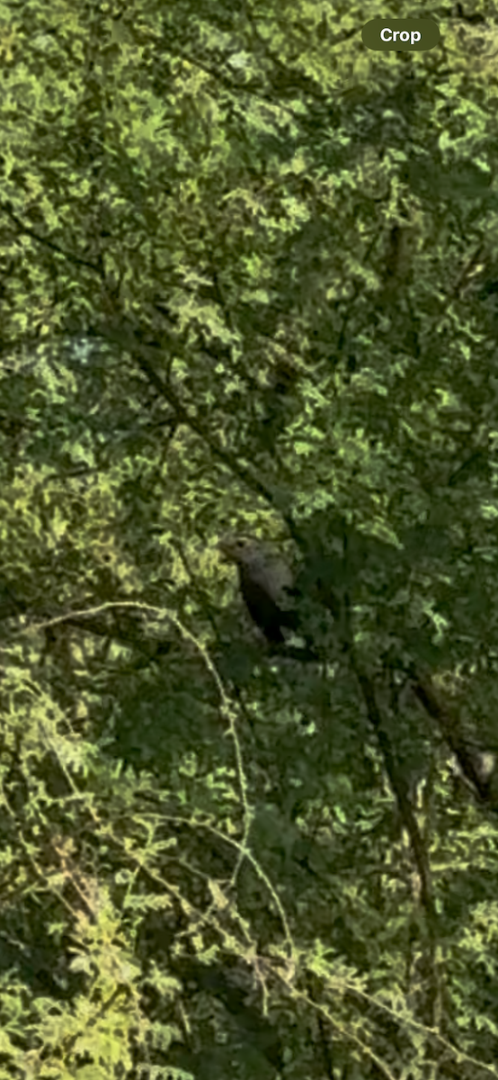 Пересмішник сірий - ML642617074