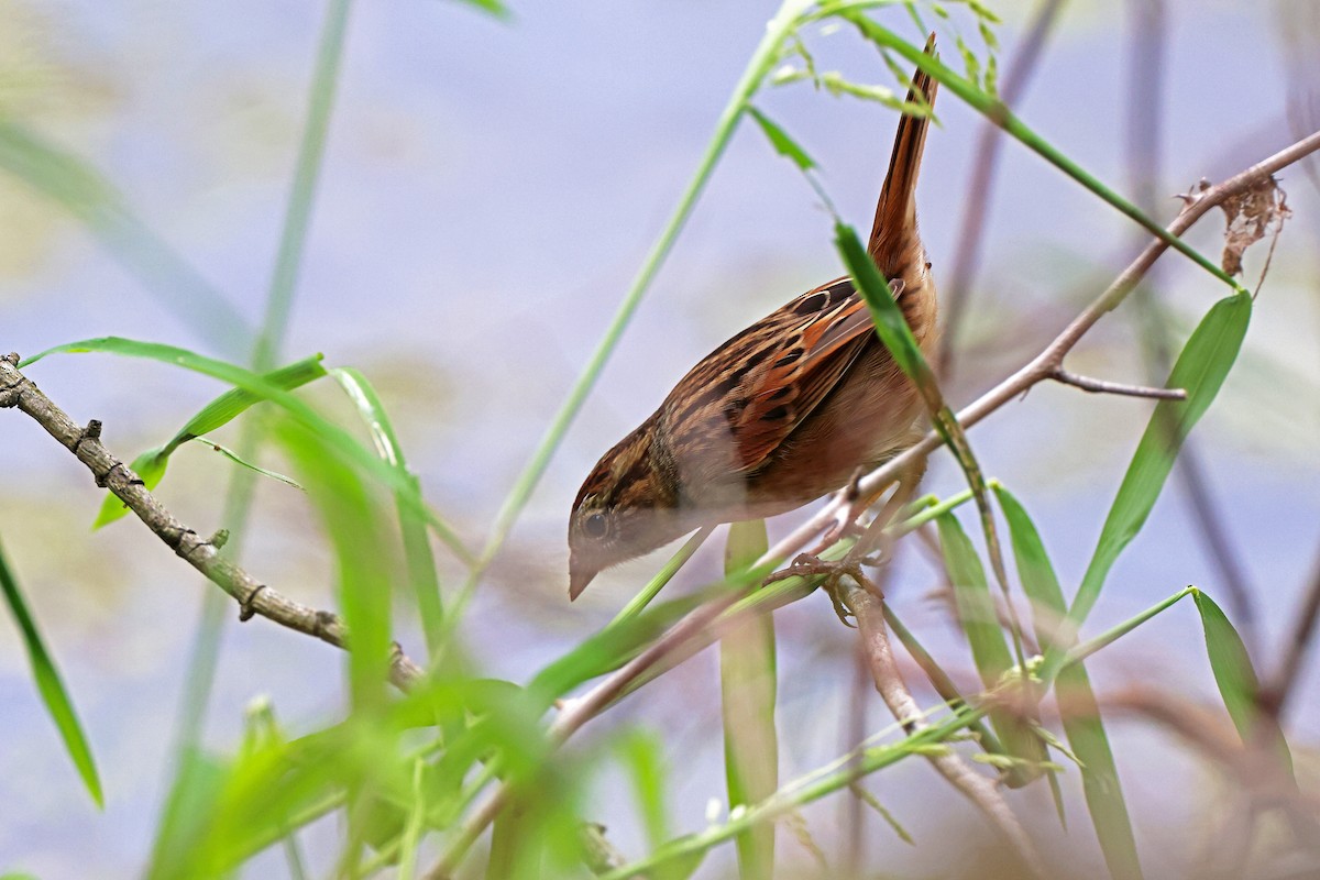Swamp Sparrow - ML642617081