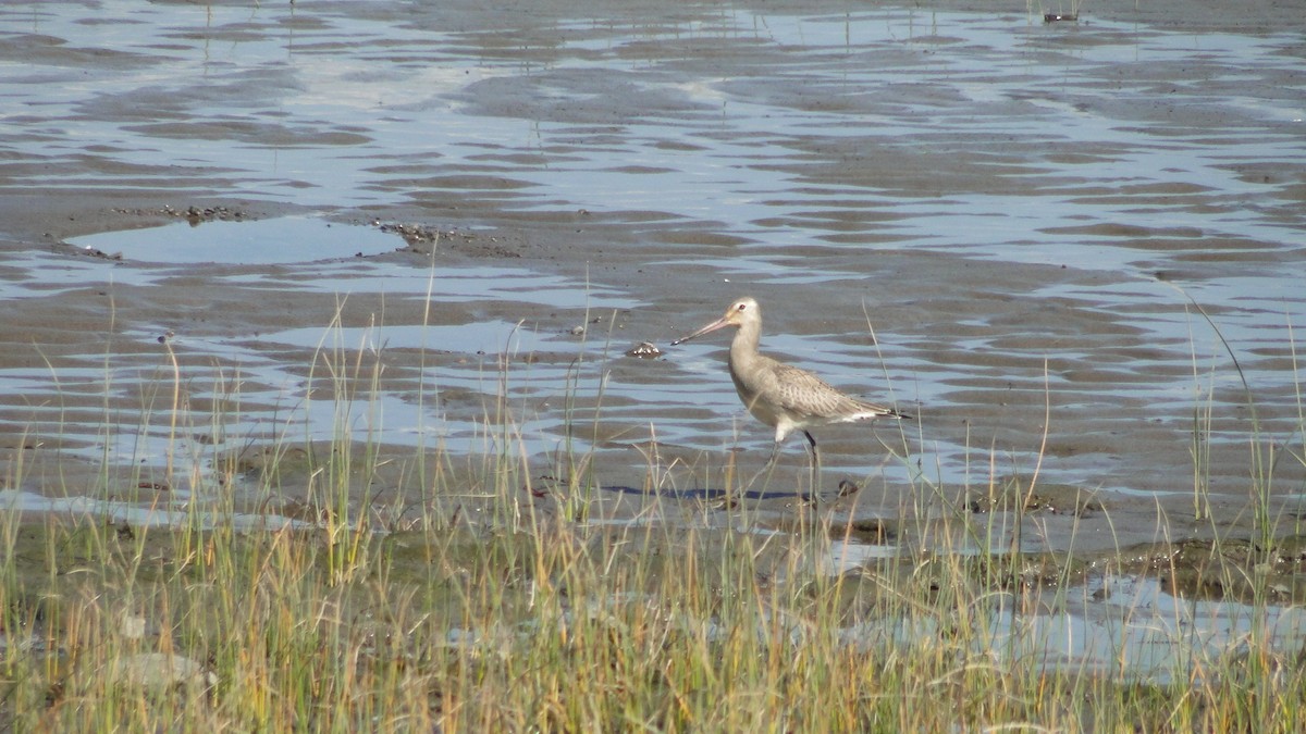 Hudsonian Godwit - ML642617086