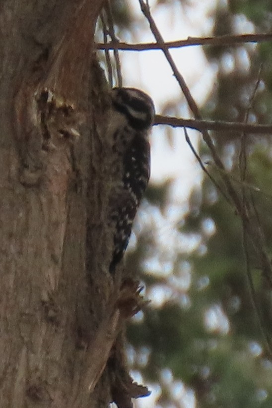 Nuttall's Woodpecker - ML642617090