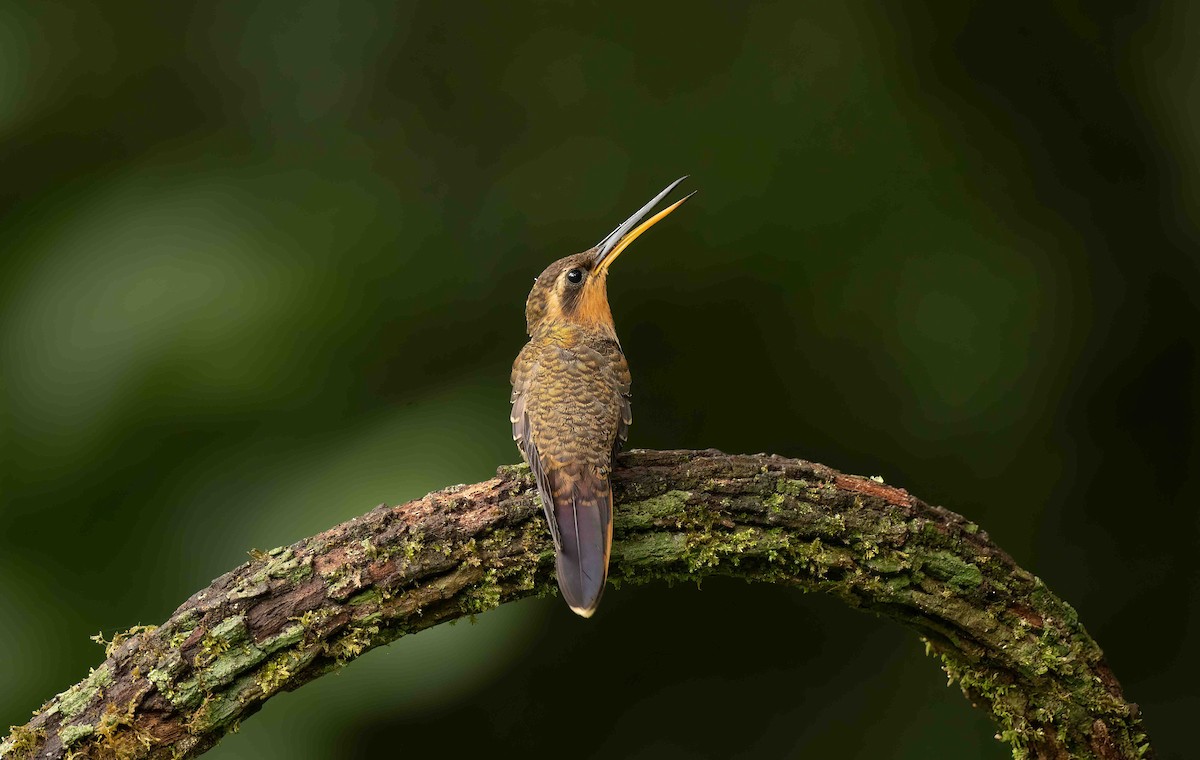 Saw-billed Hermit - ML642617120