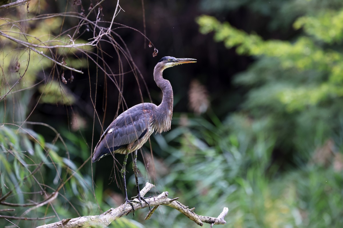 Great Blue Heron - ML642617190