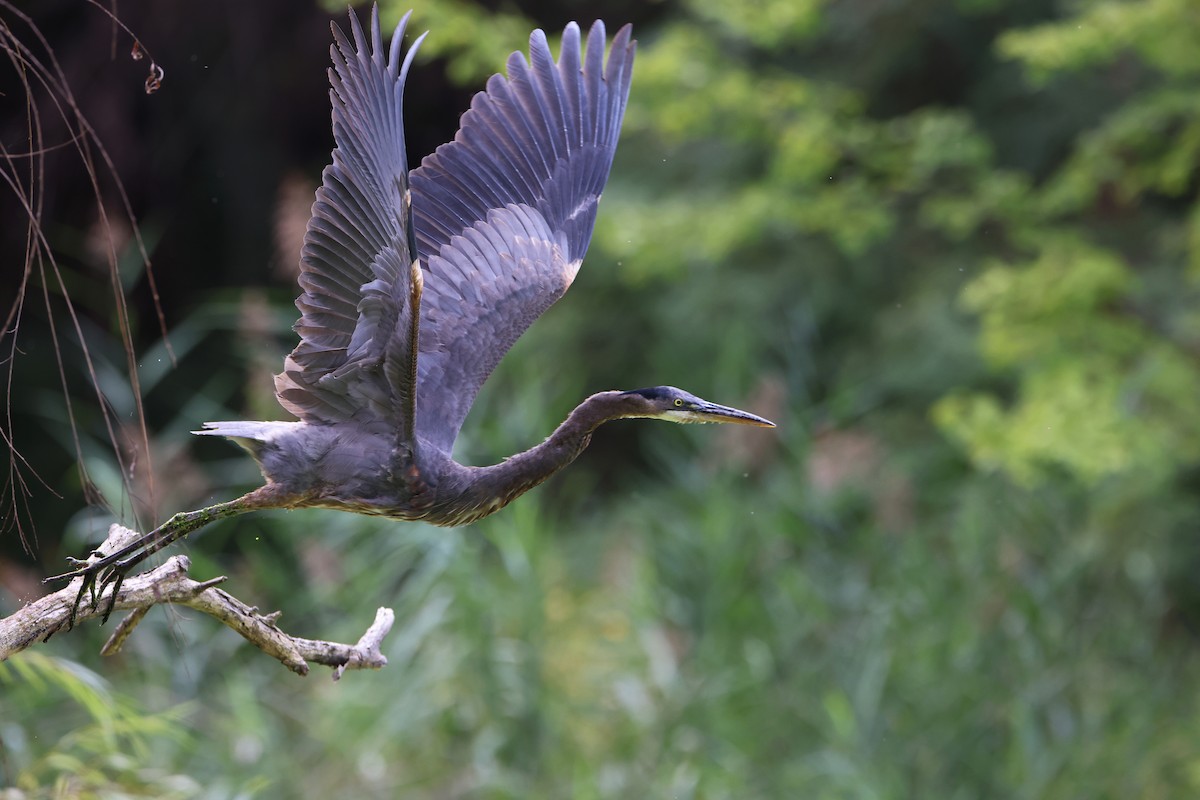 Great Blue Heron - ML642617191