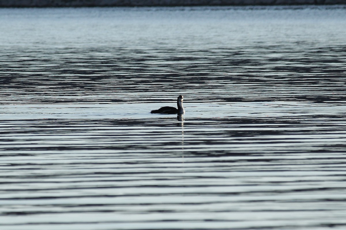 Pacific Loon - ML642617193