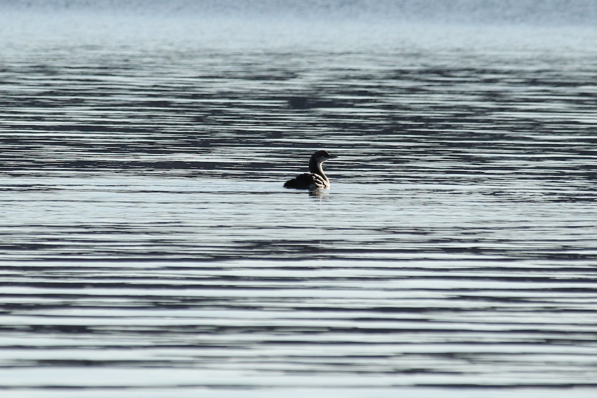 Pacific Loon - ML642617194