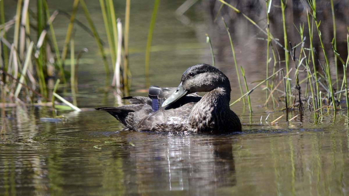 American Black Duck - ML642617218